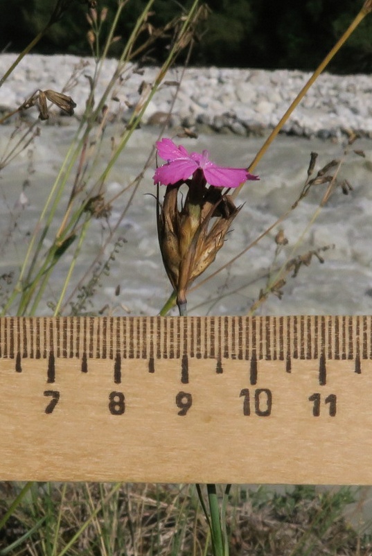 Image of Dianthus ruprechtii specimen.