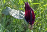 Arum palaestinum. Соцветие и лист. Израиль, лес Бен-Шемен. 09.04.2022.