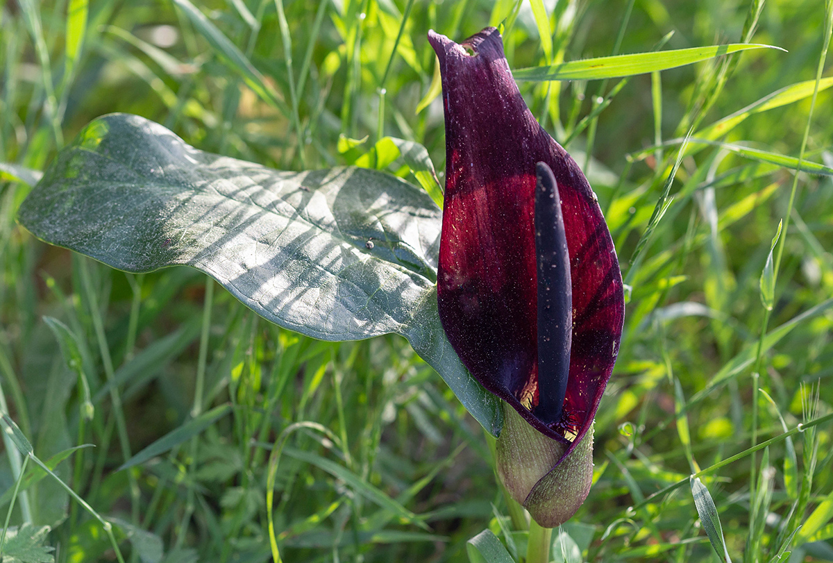 Изображение особи Arum palaestinum.