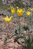 Tulipa suaveolens