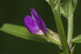 Vicia angustifolia