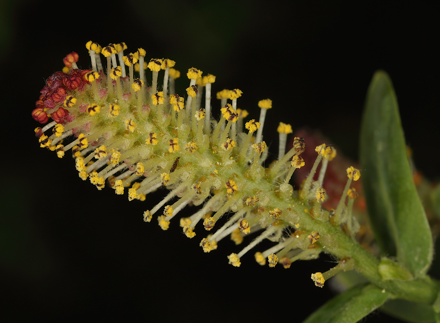 Image of Salix kochiana specimen.