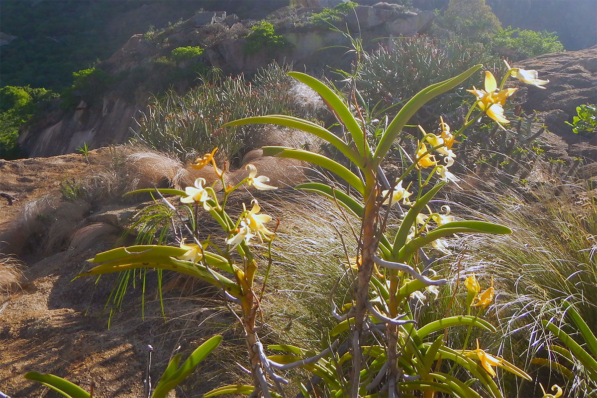 Image of familia Orchidaceae specimen.