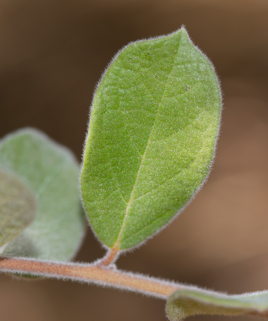 Image of Combretum molle specimen.