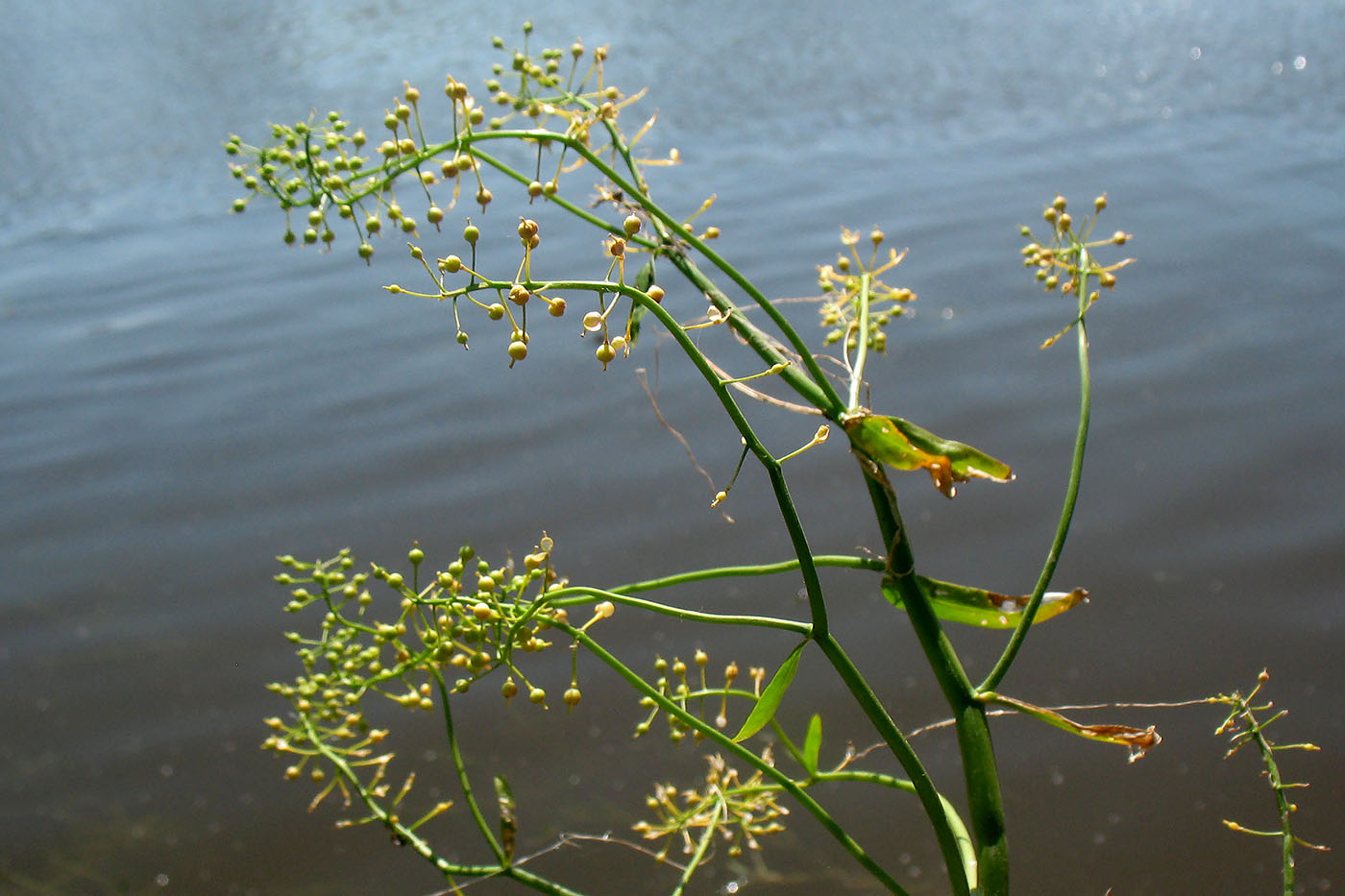 Image of Rorippa amphibia specimen.