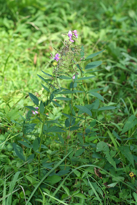 Image of genus Desmodium specimen.