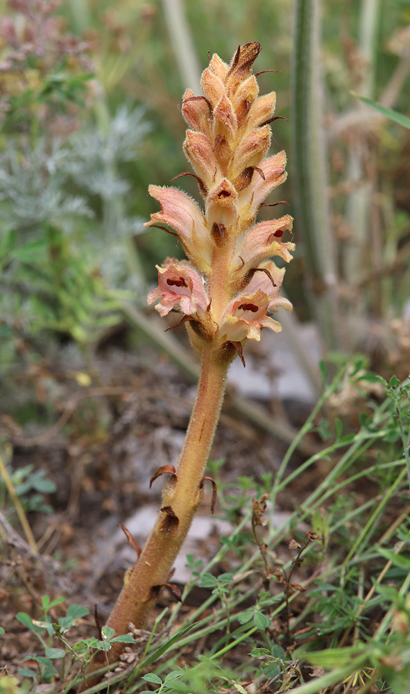 Image of Orobanche caryophyllacea specimen.