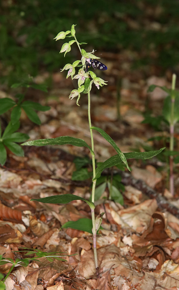 Изображение особи Epipactis leptochila.