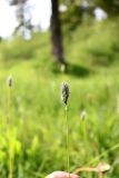 Sesleria caerulea. Верхушка отцветающего растения. Ленинградская обл., Гатчинский р-н, пос. Пудость, опушка леса. 10.06.2022.