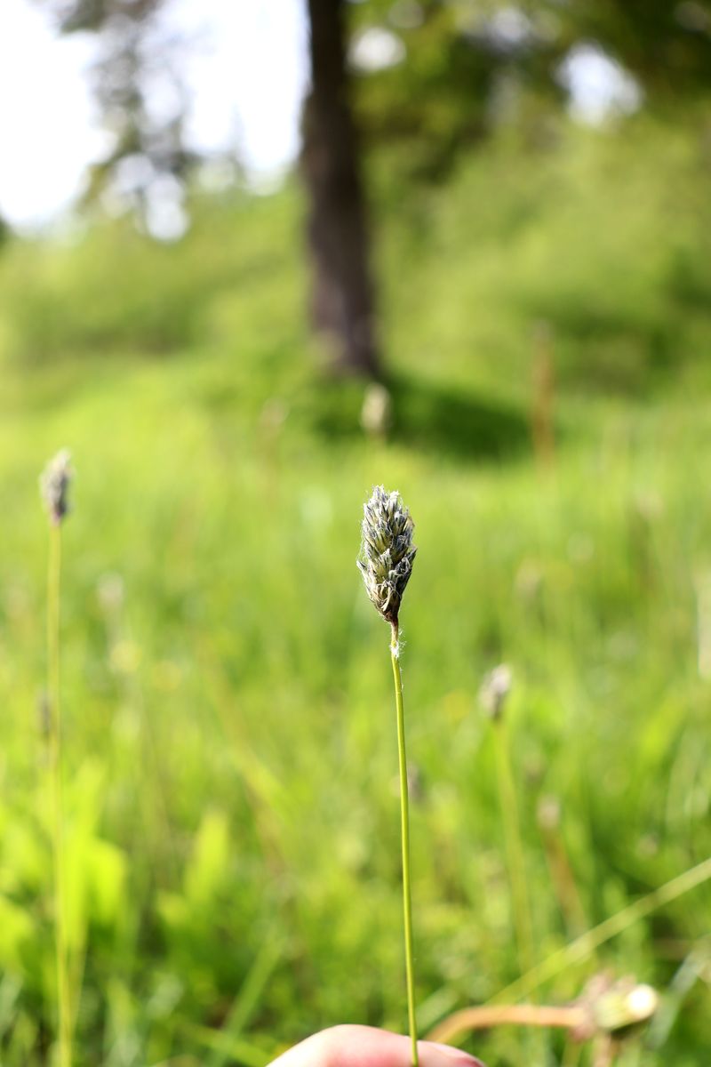 Изображение особи Sesleria caerulea.