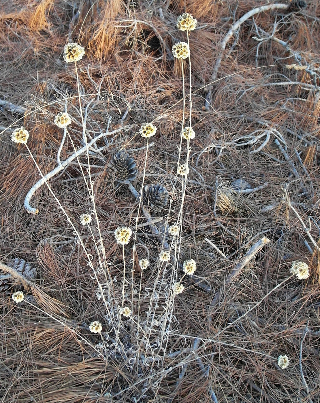 Image of Helichrysum orientale specimen.