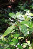 genus Aglaonema. Плодоносящее растение. Малайзия, штат Саравак, округ Мири, национальный парк «Мулу». 12.03.2015.