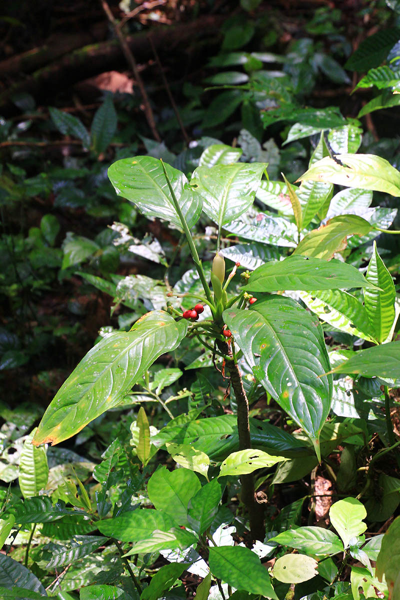 Изображение особи род Aglaonema.