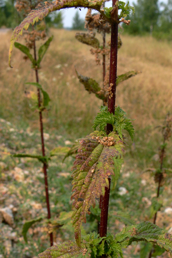 Изображение особи Urtica dioica.