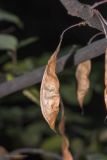 Cercis griffithii. Плод. Крым, городской округ Ялта, пгт Форос, парк. 25.09.2022.