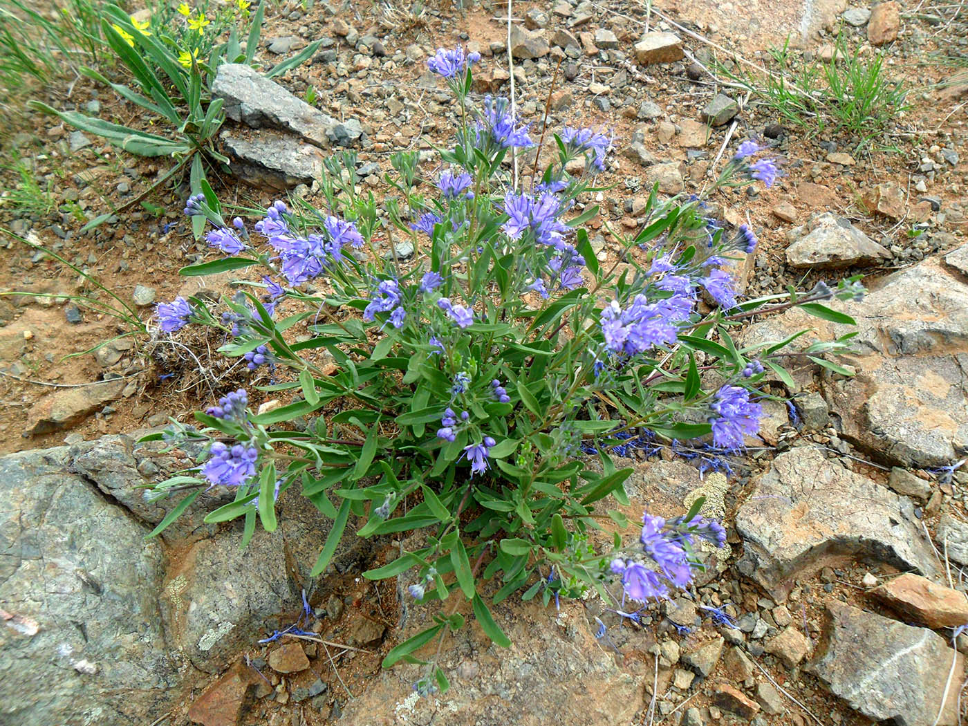 Изображение особи Caryopteris mongholica.