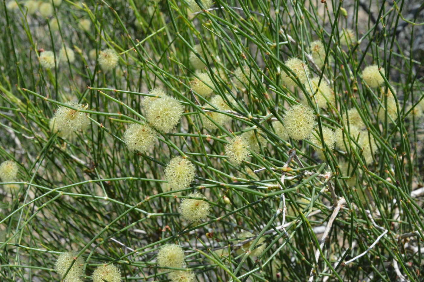 Изображение особи Calligonum × macrocarpum.
