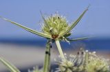 Eryngium campestre. Соцветие с сидящим пауком. Крым, ГО Алушта, подножие горы Кастель, участок заброшенной набережной. 16.08.2022.