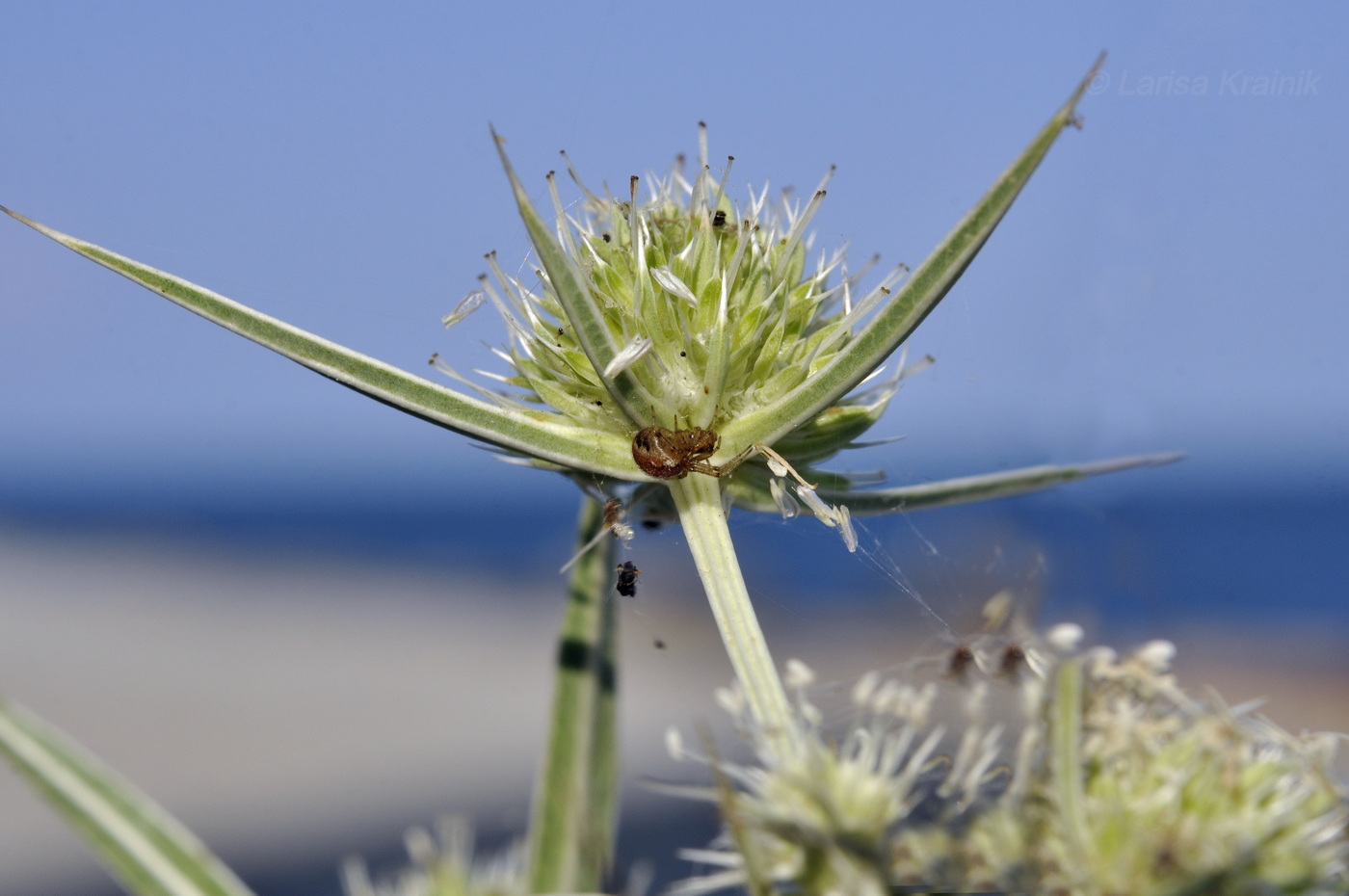 Изображение особи Eryngium campestre.