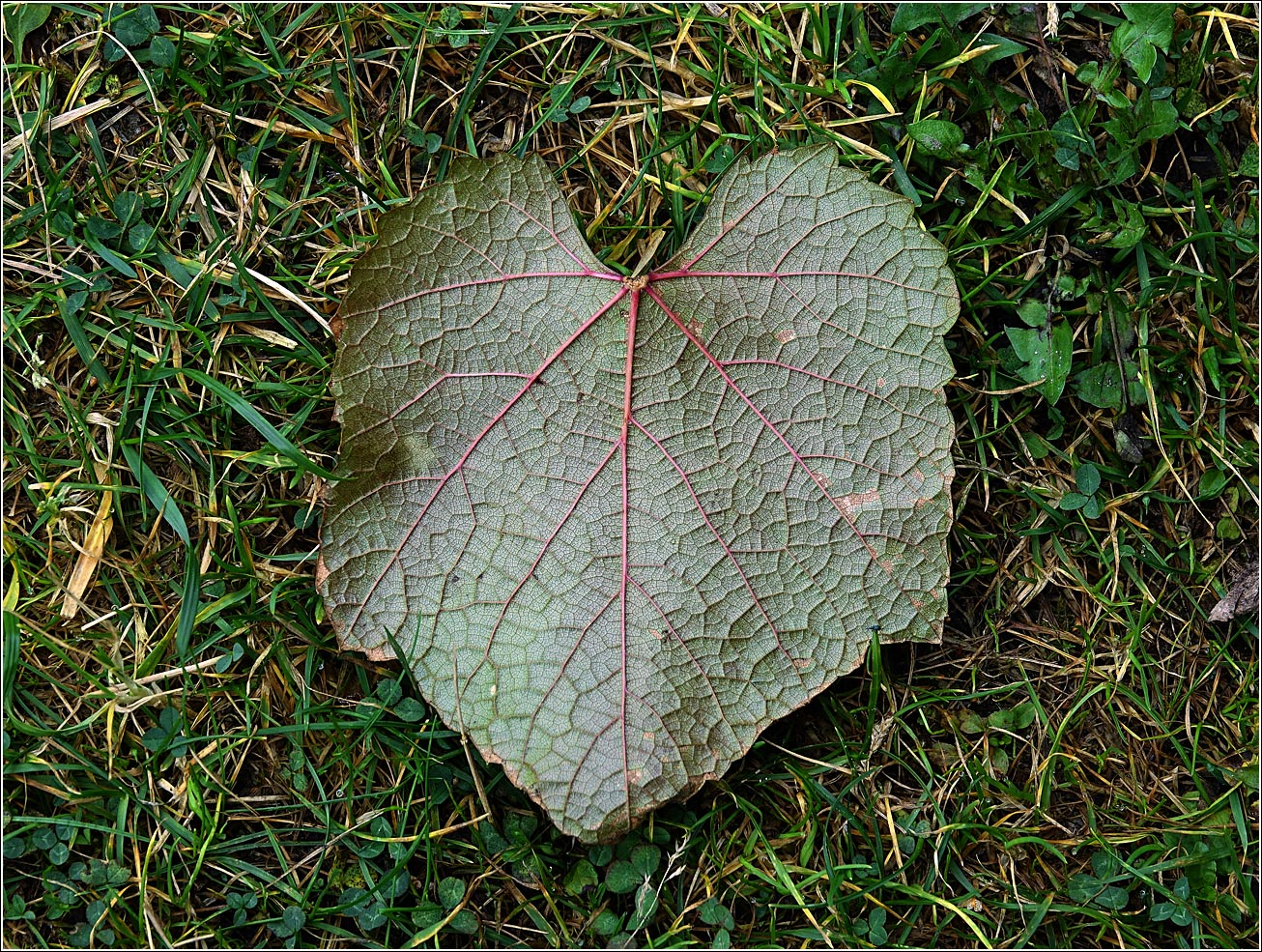 Изображение особи Vitis amurensis.