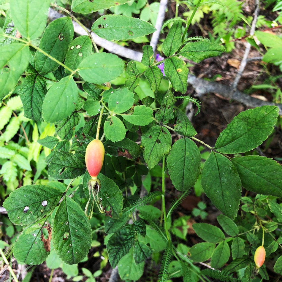 Изображение особи Rosa acicularis.