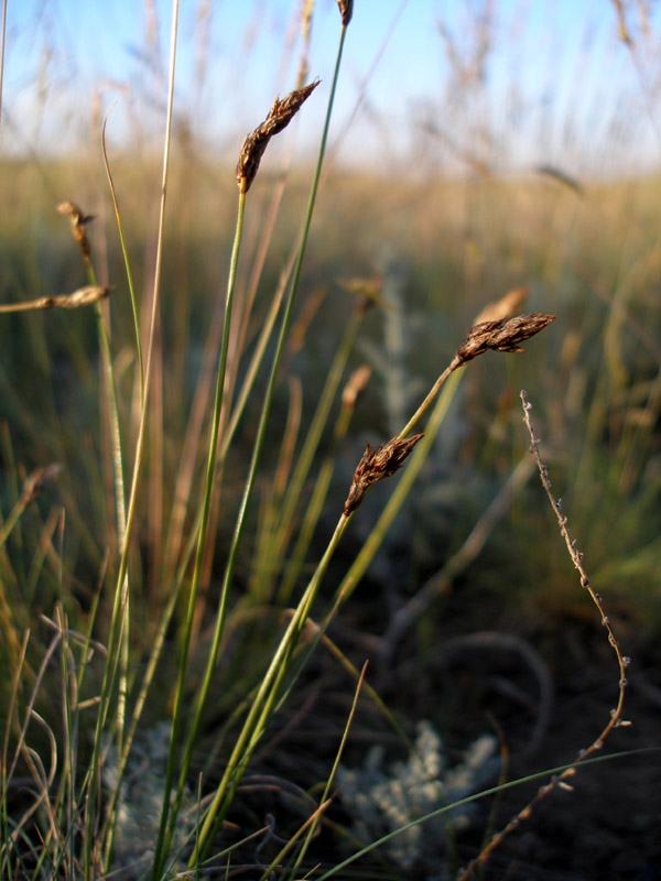 Image of Carex stenophylla specimen.