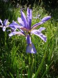 Iris prilipkoana
