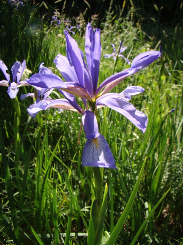 Image of Iris prilipkoana specimen.