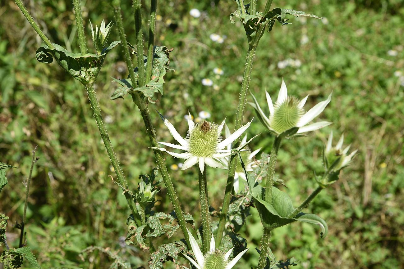 Изображение особи Dipsacus laciniatus.