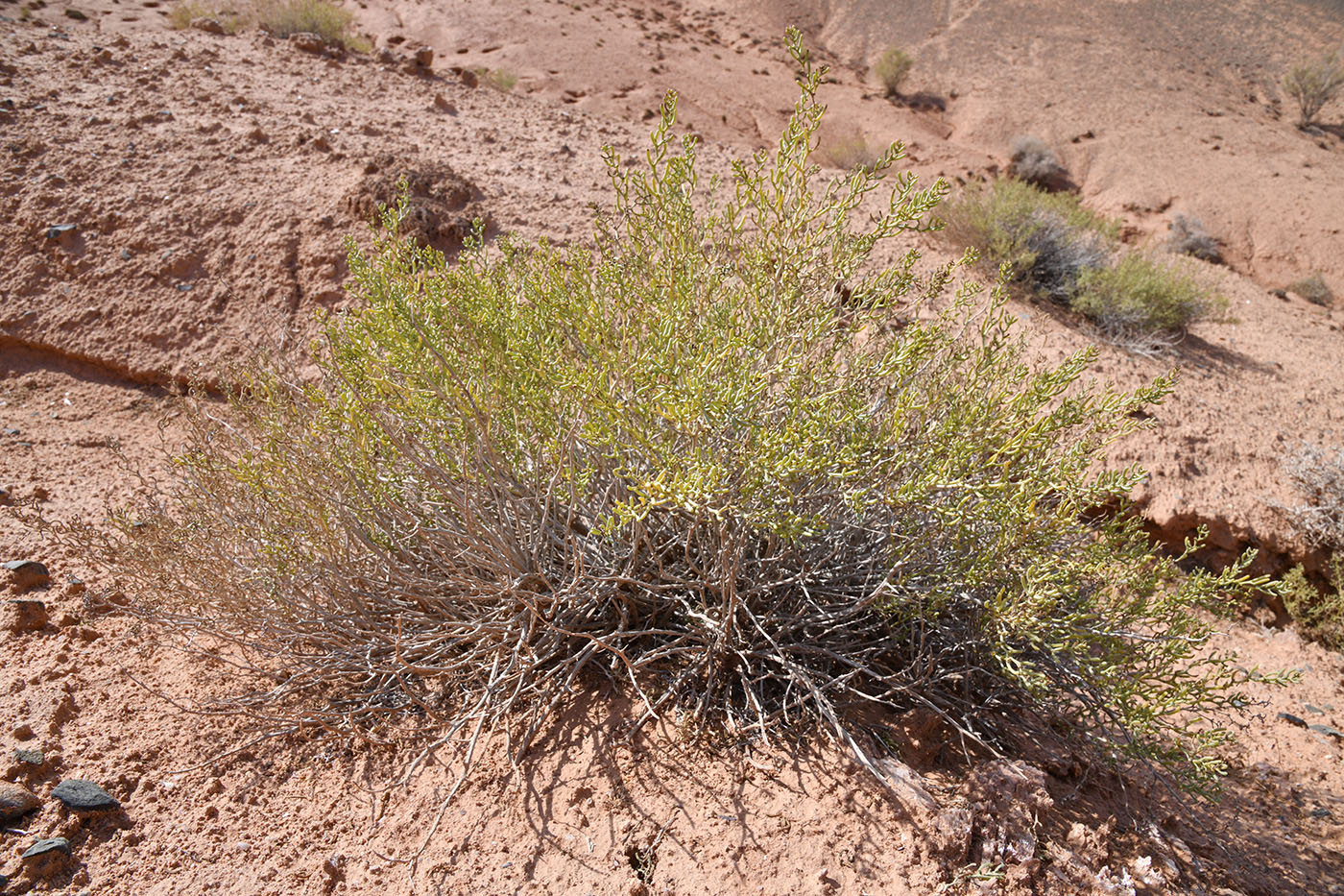 Image of Iljinia regelii specimen.