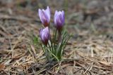 Crocus tauricus