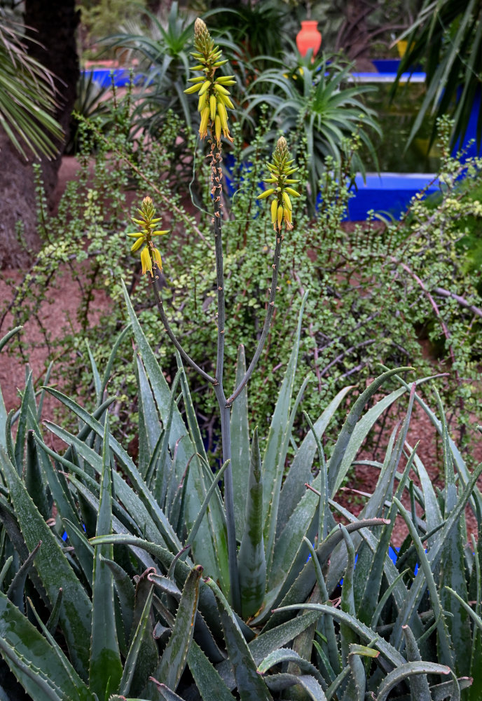 Image of Aloe vera specimen.