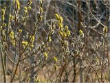 род Salix. Ветви с распускающимися мужскими соцветиями. Московская обл., Раменский р-н, окр. ж.-д. платформы Хрипань, просека под ЛЭП. 01.05.2006.