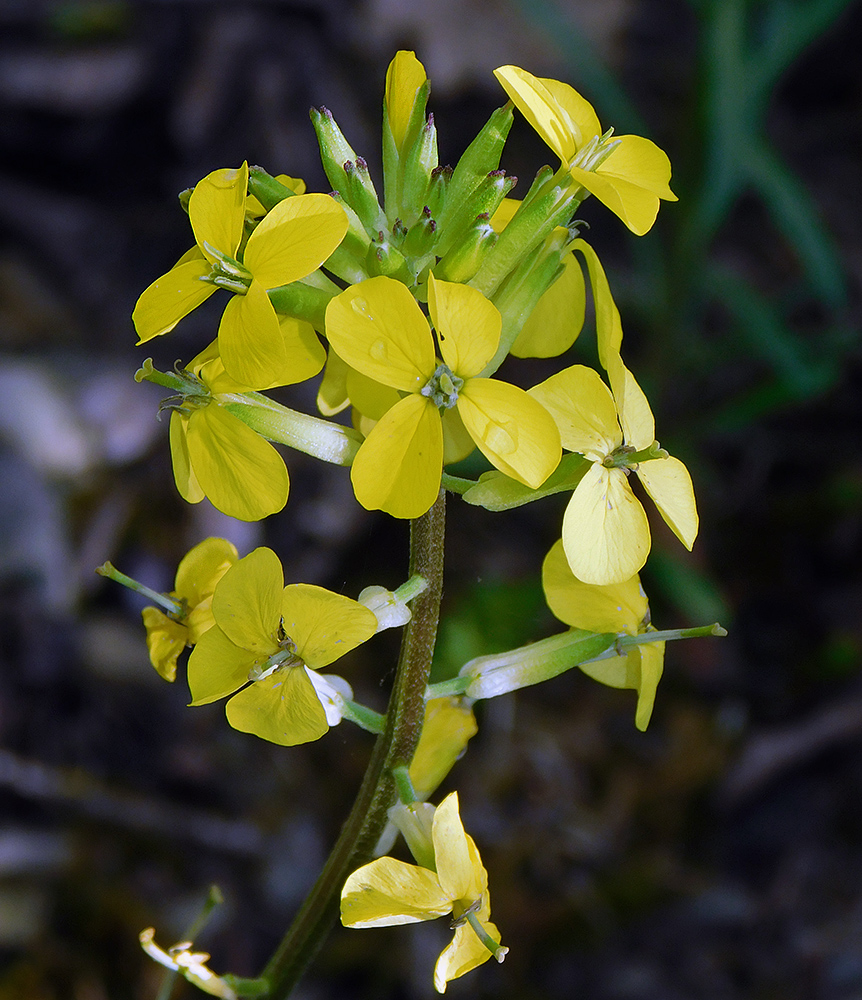 Изображение особи Erysimum callicarpum.