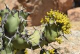 Euphorbia caerulescens. Верхушка ветви с соцветиями. Испания, автономное сообщество Каталония, провинция Жирона, комарка Баш-Эмпорда, муниципалитет Палафружель, ботанический сад \"Кап-Роч\". 04.06.2023.