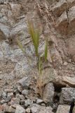 Taeniatherum crinitum. Плодоносящее растение. Таджикистан, Согдийская обл., хр. Моголтау, мелкозёмистый склон. 6 мая 2023 г.