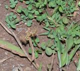 Trifolium repens