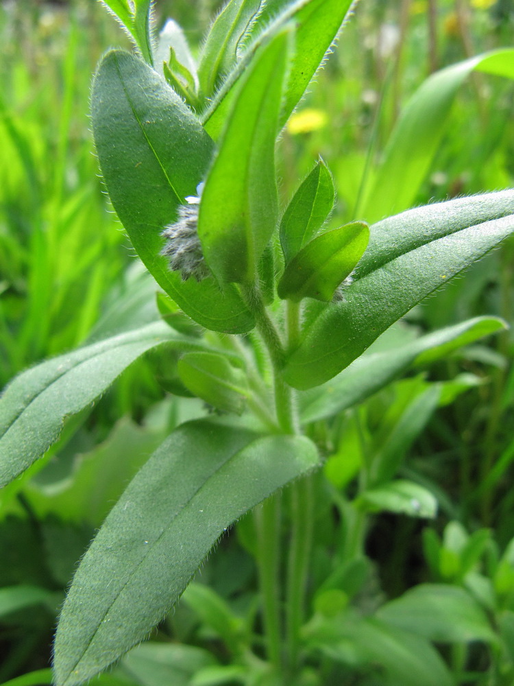 Изображение особи Myosotis arvensis.