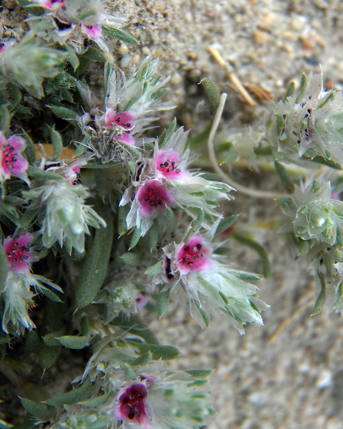 Image of Polygonum paronychioides specimen.