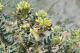 Astragalus vulpinus. Соцветия. Казахстан, Алматинская обл., горы Богуты, подгорная пустыня. 25 мая 2023 г.