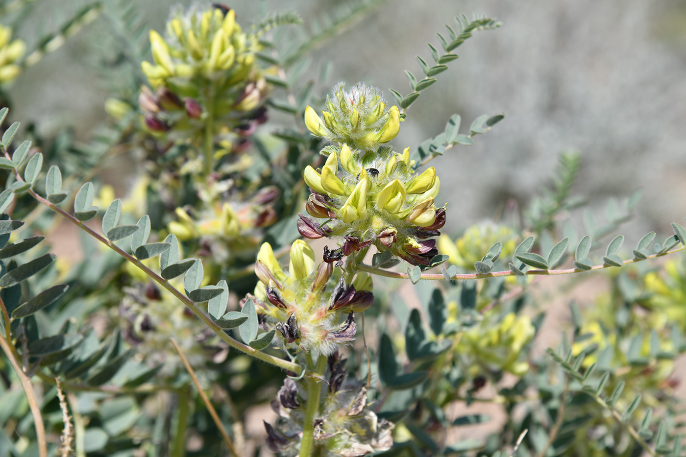 Image of Astragalus vulpinus specimen.