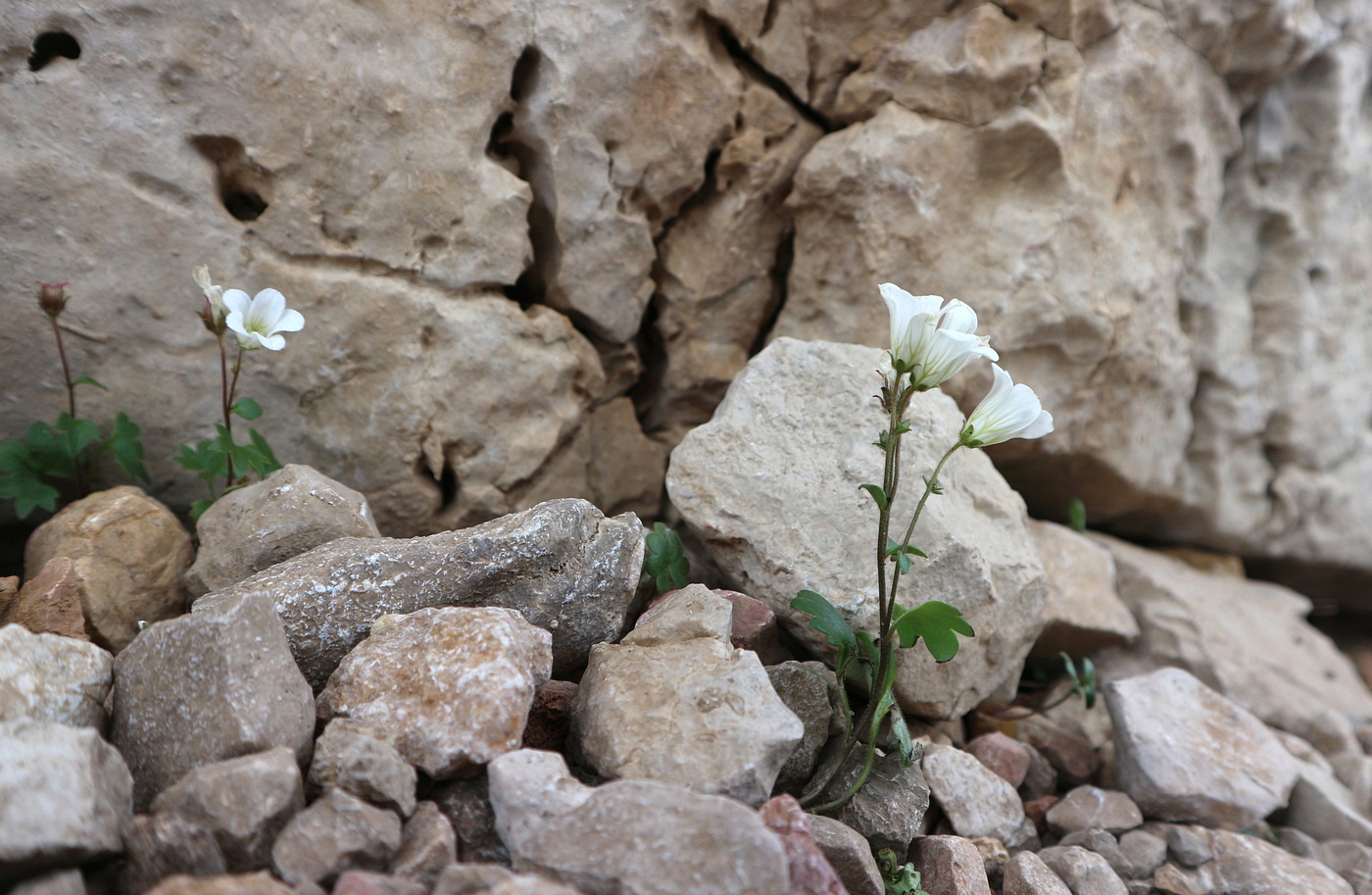 Изображение особи Saxifraga sibirica.