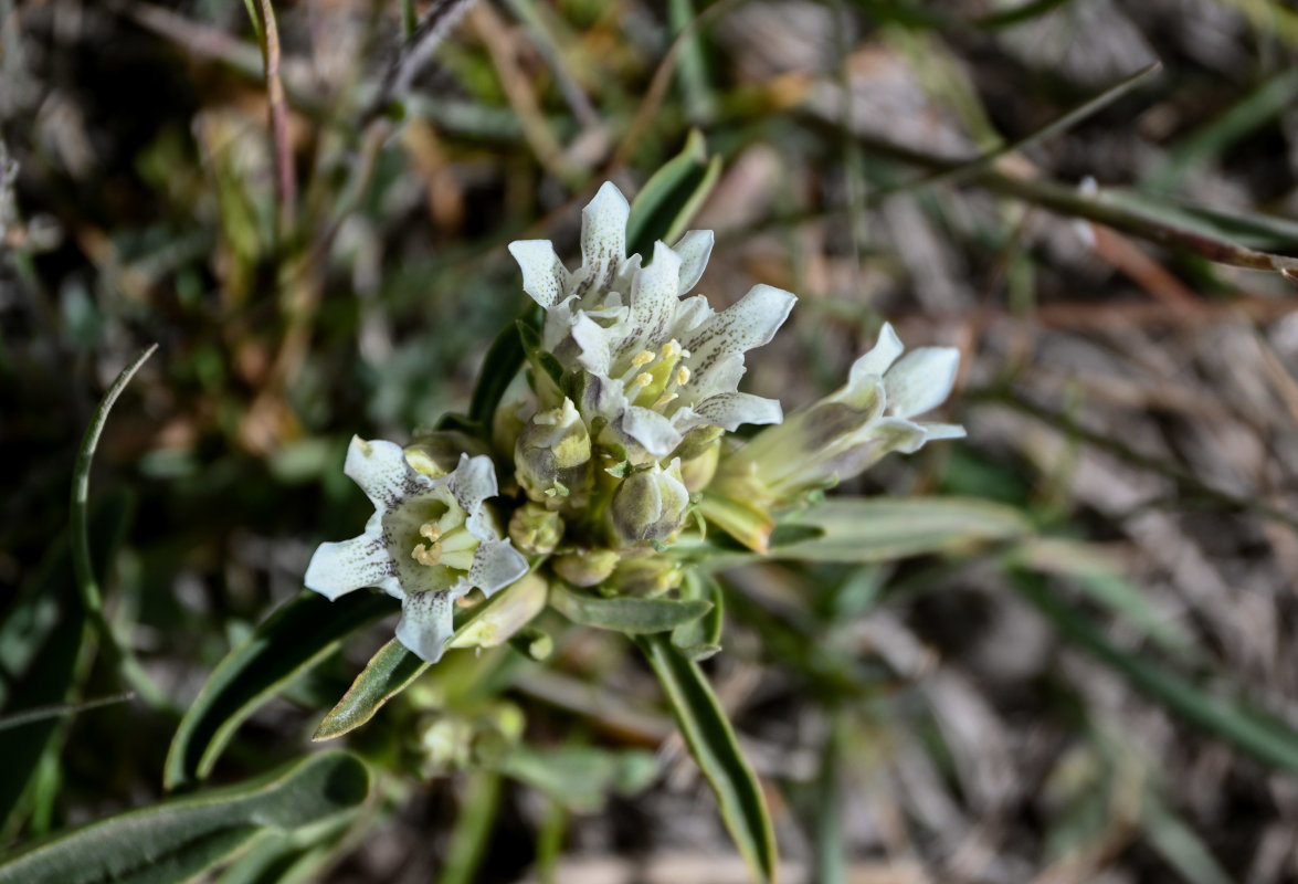 Image of Gentiana olgae specimen.
