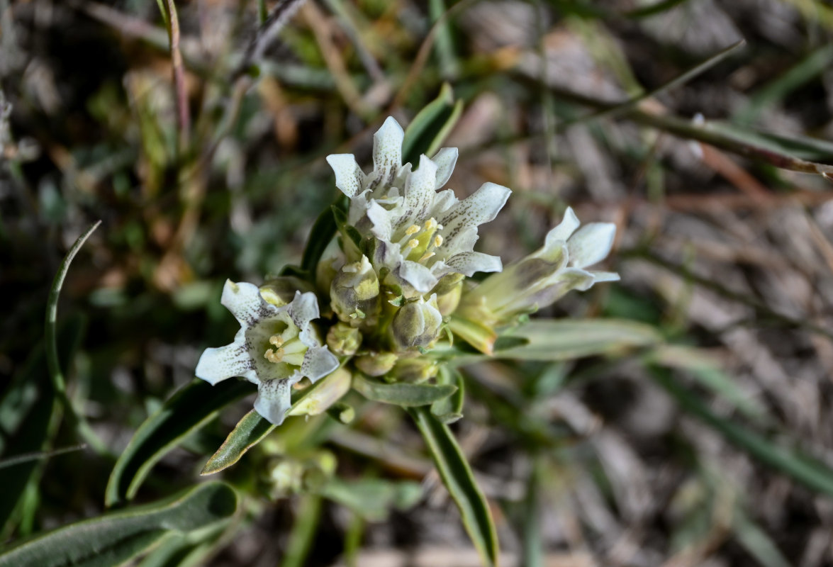 Изображение особи Gentiana olgae.