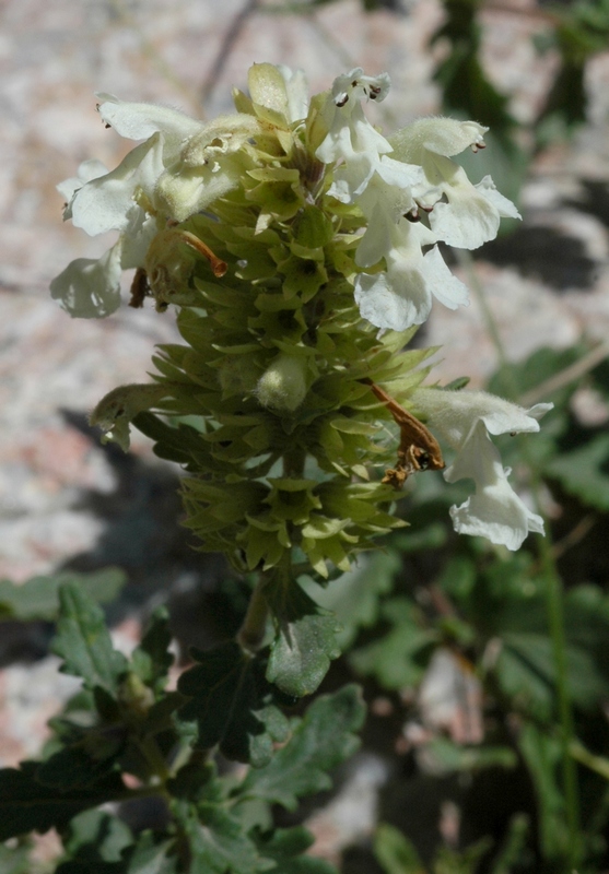 Image of Dracocephalum nodulosum specimen.