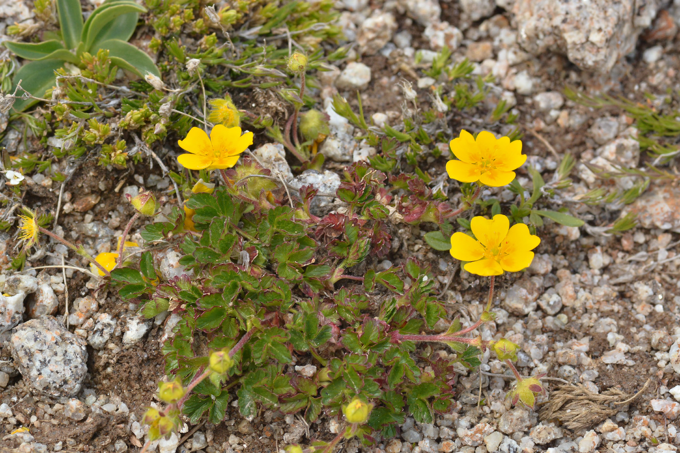 Image of Potentilla gelida specimen.