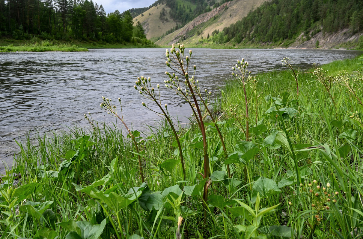 Image of Petasites radiatus specimen.