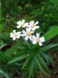 Achillea biserrata