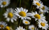 Leucanthemum vulgare