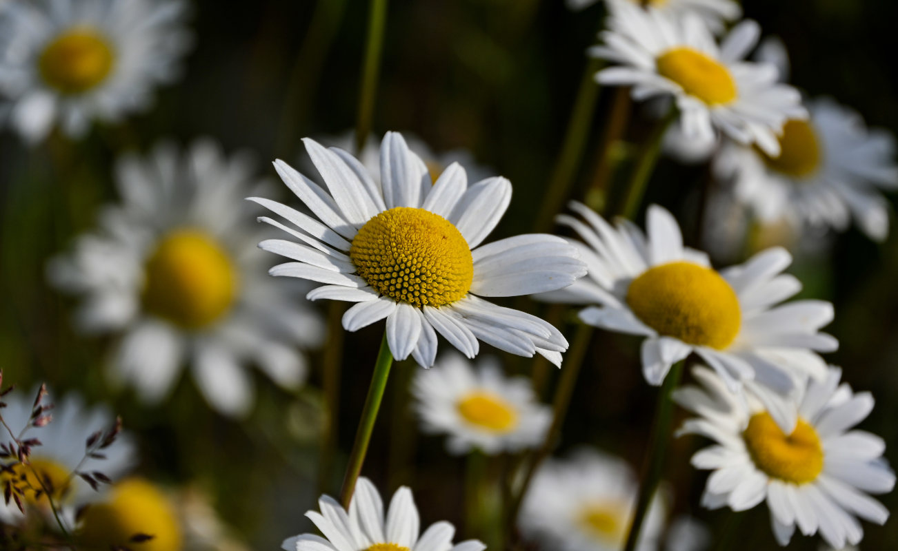 Image of Leucanthemum vulgare specimen.